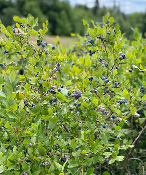 celebrating freshly picked blueberries two ways